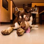 犬が足・肉球を舐める原因と受診の目安