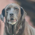 口まわりに白い毛が見える、年を重ねたシニア犬の顔の写真