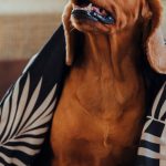 犬が震える原因と受診の目安