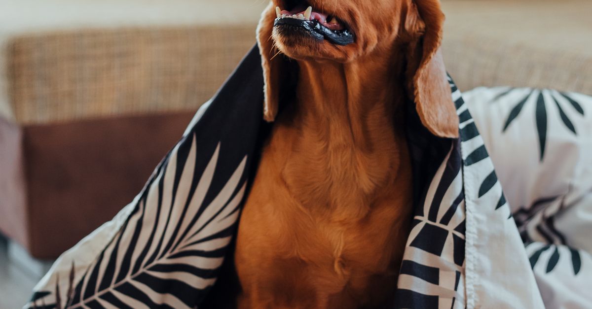 ブランケットにくるまって見上げる茶色い犬（寒さや震えのイメージ）