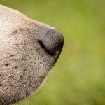 鼻先をアップで写した犬と、ぼかした緑の背景