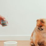 ドライフードの入ったカップを持つ手と、ボウルのそばに座るポメラニアン