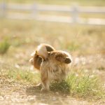 草むらで後ろ足を上げて排尿する、ふわふわした毛の犬の後ろ姿