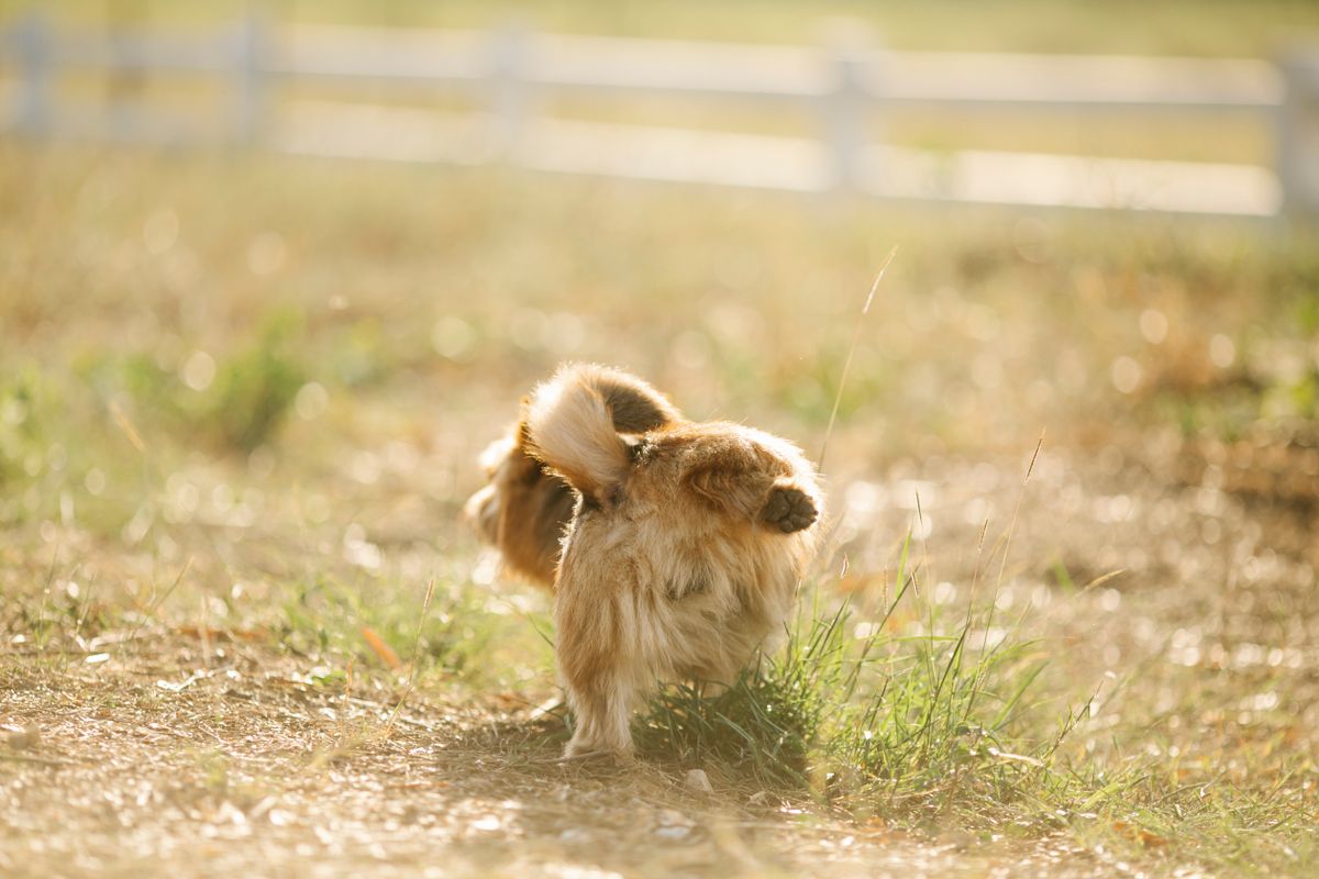 草むらで後ろ足を上げて排尿する、ふわふわした毛の犬の後ろ姿