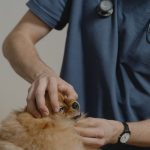 獣医師が小型犬の顔まわりを診察している様子