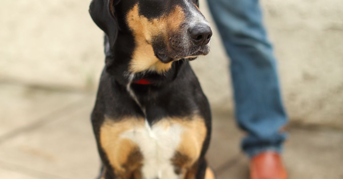 散歩の途中で座り込む犬と、リードを持つ飼い主の足元