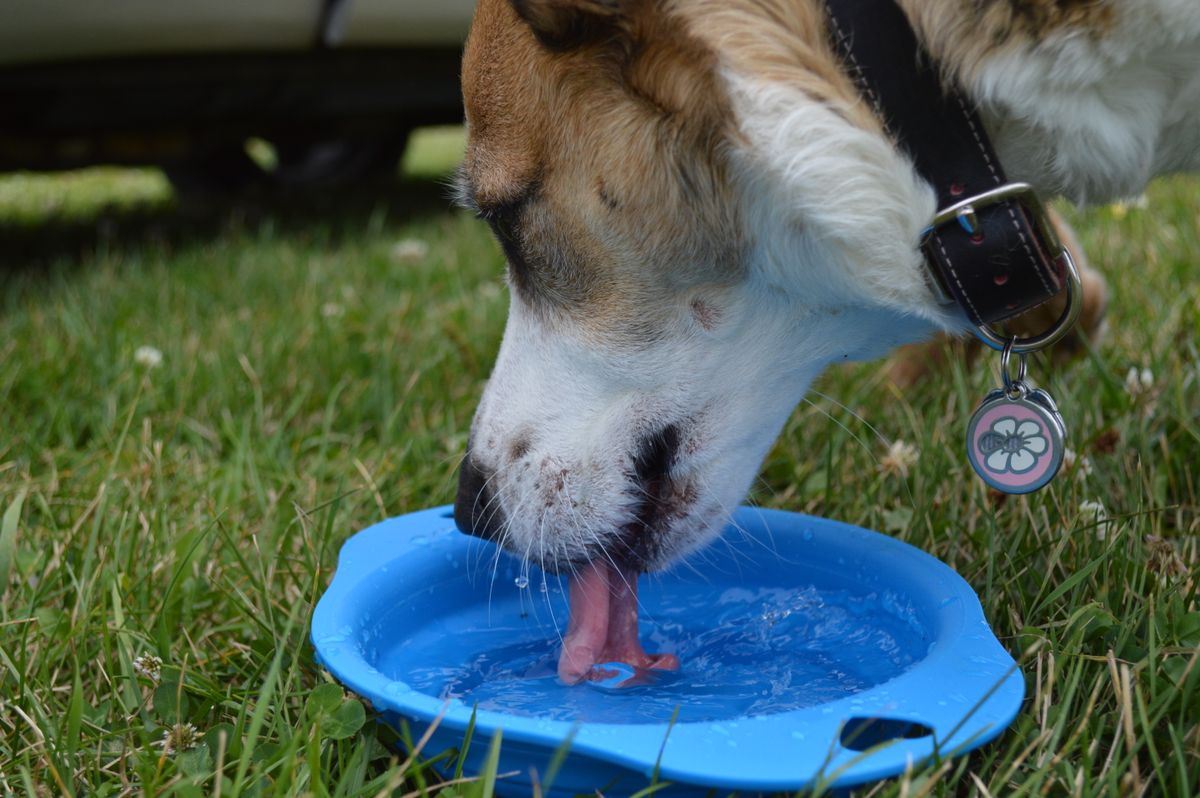 水入れから水を飲む犬