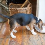 白い皿からごはんを食べるビーグルの子犬