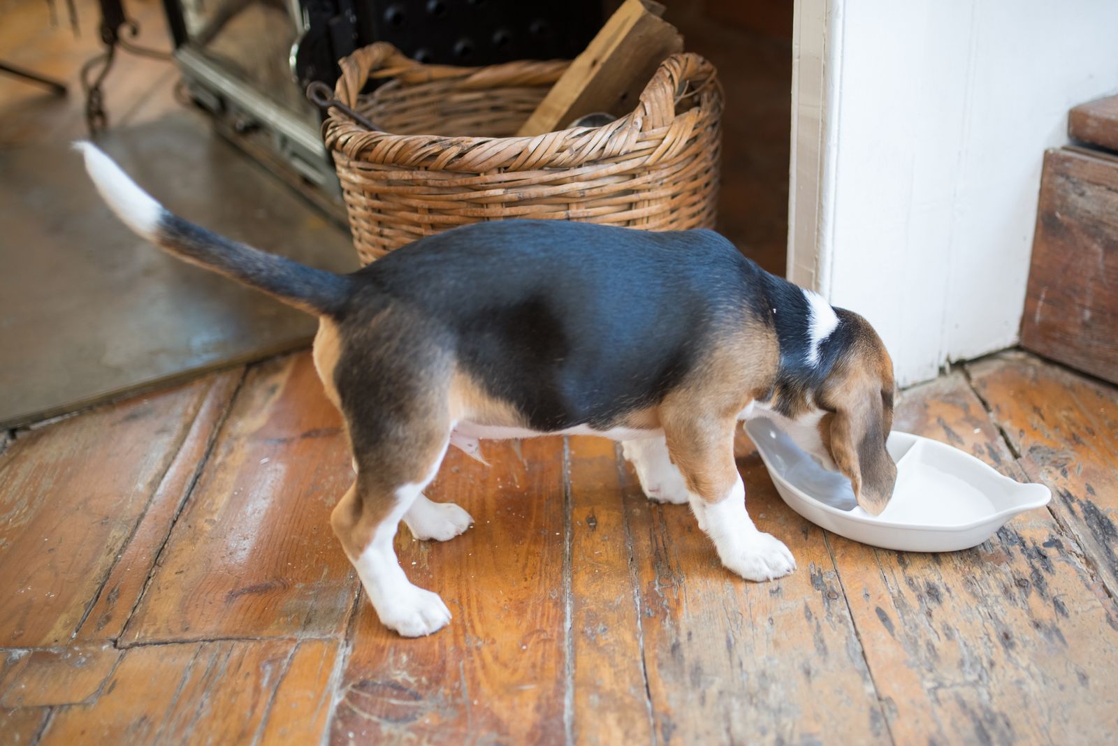 白い皿からごはんを食べるビーグルの子犬
