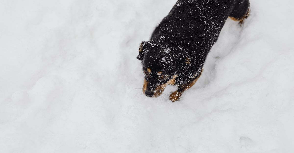 雪の中を歩く小型犬（冬の散歩のイメージ）