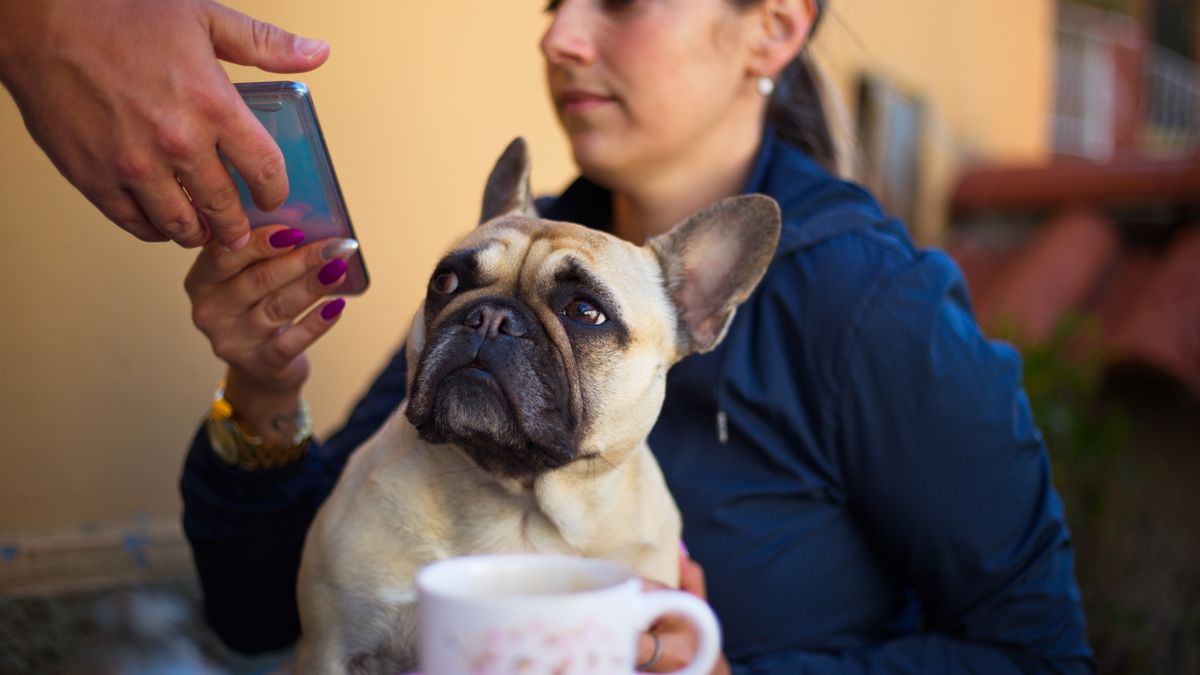 スマートフォンを手にした飼い主のひざの上にいるフレンチブルドッグ
