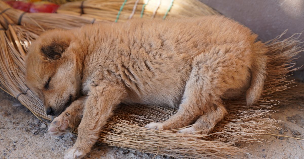 藁のマットの上でぐっすり眠る子犬