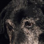 白髪まじりの口まわりでこちらを見つめる黒い老犬のアップ