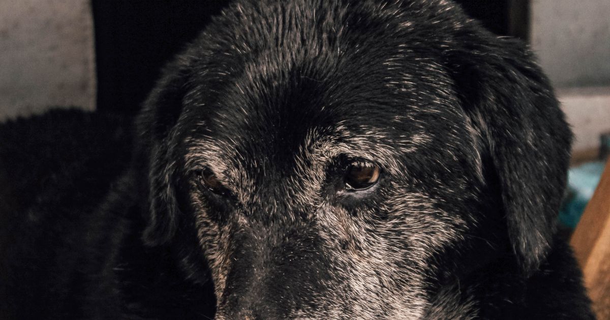 白髪まじりの口まわりでこちらを見つめる黒い老犬のアップ