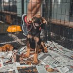新聞紙を敷いたサークルの中で笑顔を見せる子犬
